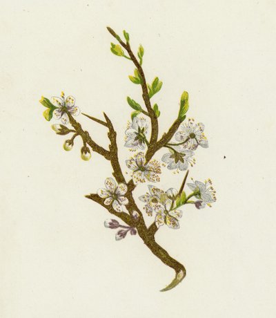 Schlehdorn, Prunus Spinosa von English School